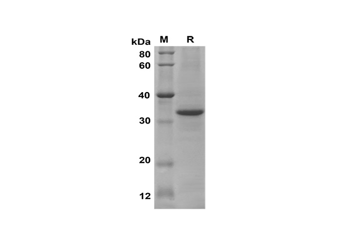 Валидация Elabscience PDEM100169(518)