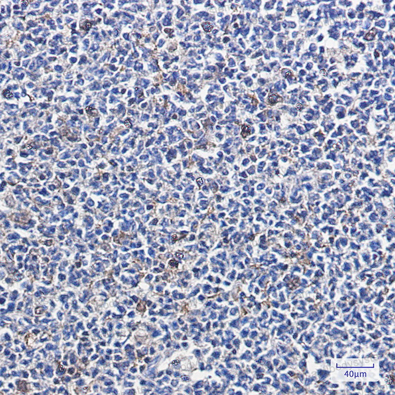 Валидация AntibodySystem RHJ44001