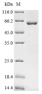 SDS-PAGE