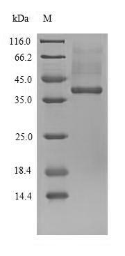 SDS-PAGE
