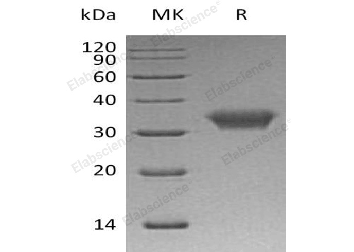 Валидация Elabscience PKSH032284(2786)