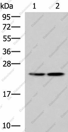 Вестерн-блоттинг, RGS2, клетки A549 и A172