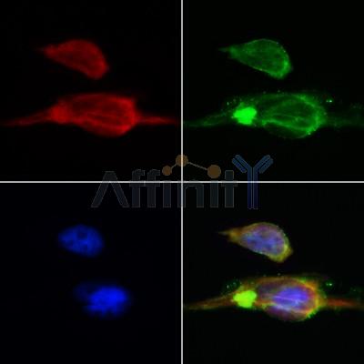 Валидация Affinity AF5167 - 2583