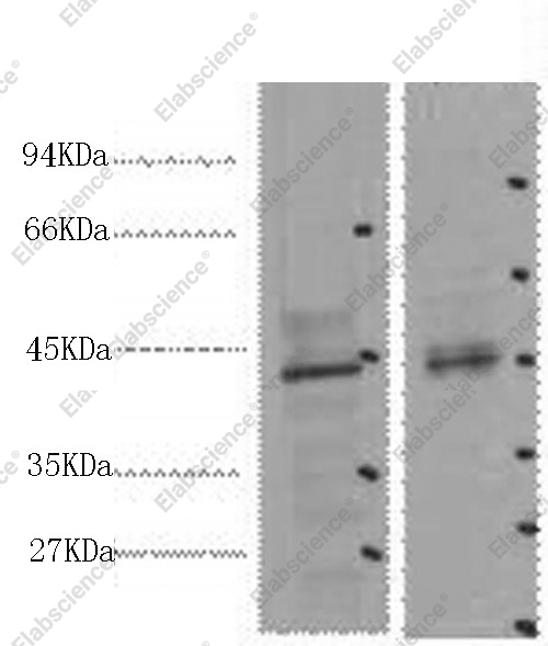 Вестерн-блоттинг, CDX2, клетки 293T и ткань сердца мыши