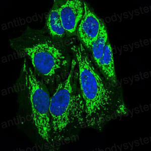 Валидация IF - AntibodySystem RHG07502