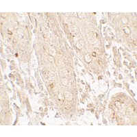 Валидация AssayVector ARM2461(4379)