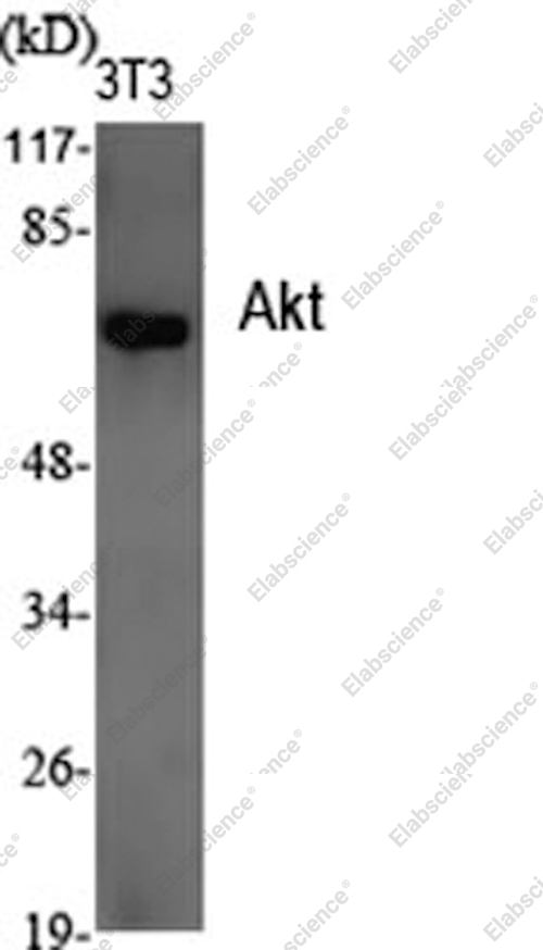 Вестерн-блоттинг, Pan-Akt, клетки 3T3