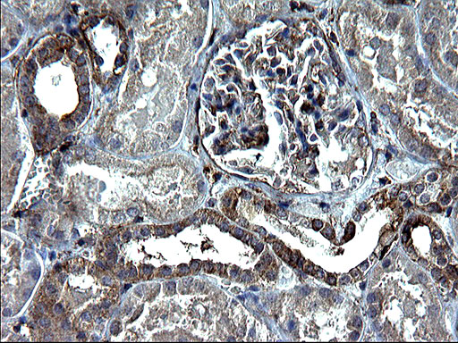 Валидация AssayVector ARM1046(128)