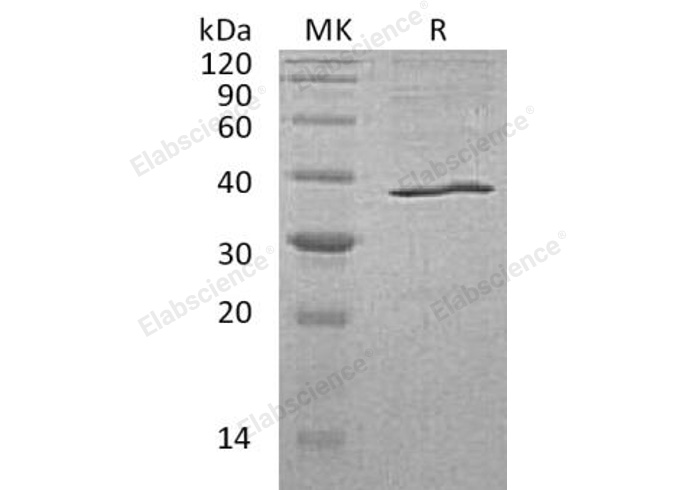 Валидация Elabscience PKSH032055(2608)