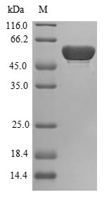 SDS-PAGE