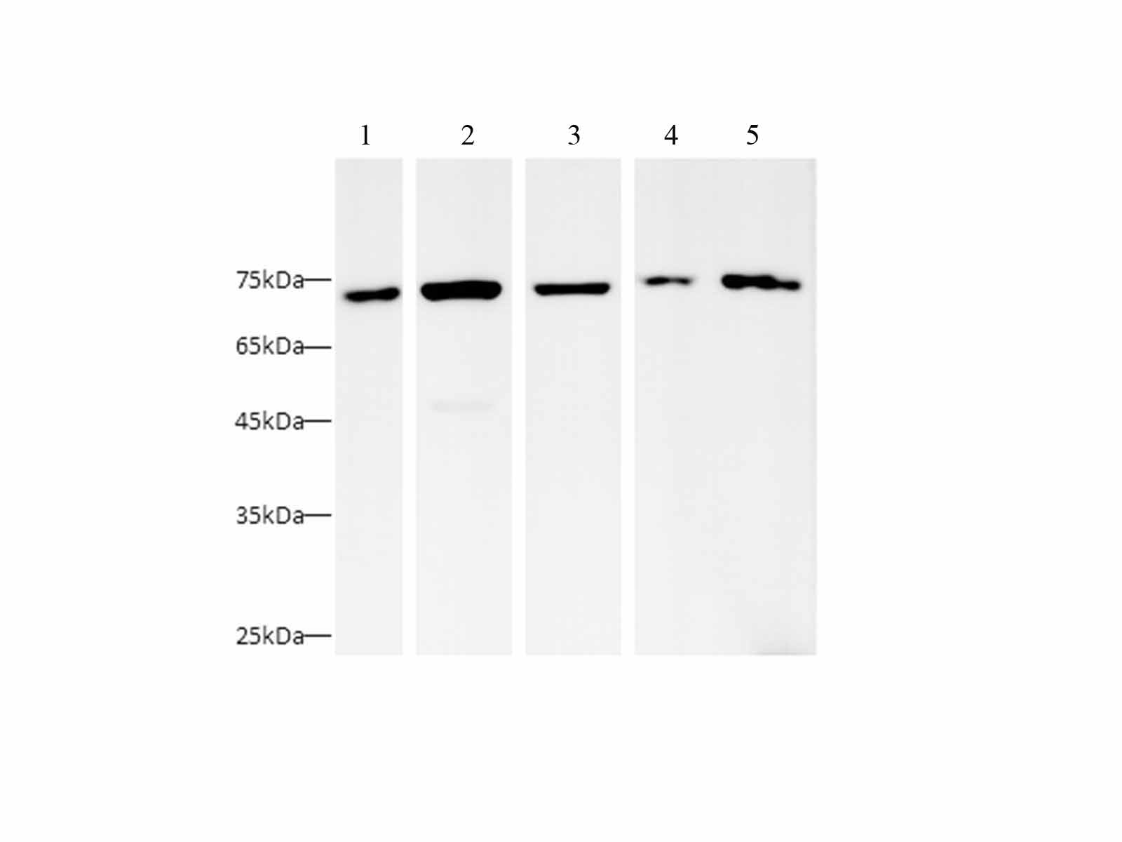 Валидация Elabscience AN00292HP