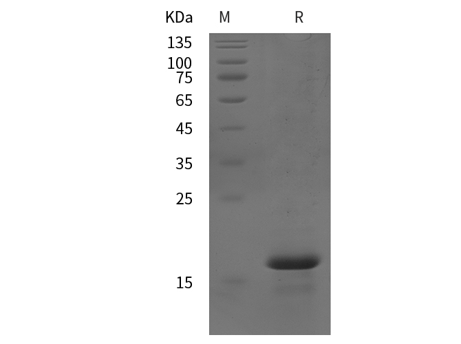 Валидация Elabscience PDEH100801(241)