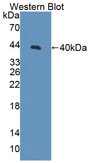 58850