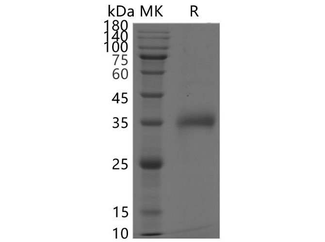 Валидация Elabscience PKSV030319(6050)