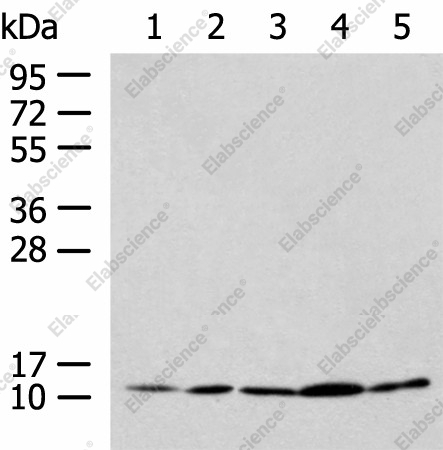 Вестерн-блоттинг, PAM16, клеточные линии HL-60, HeLa, Jurkat, LNCAP, HepG2