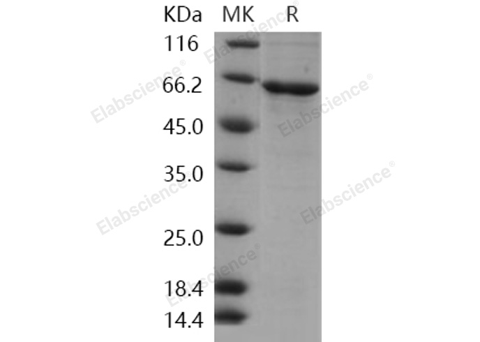 Валидация Elabscience PKSH030371(1308)