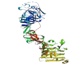 V-Erb A Erythroblastic Leukemia Viral Oncogene Homolog 4 (ErbB4)