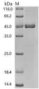SDS-PAGE