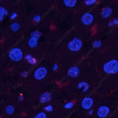 Иммунофлуоресценция, Phospho-Pan-Akt (Ser473), ткань печени крысы