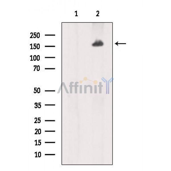 Валидация Affinity AF7662 - 4342