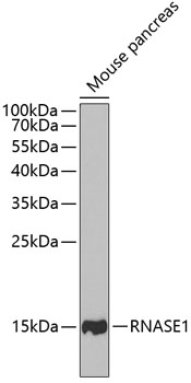 Валидация Elabscience E-AB-61831