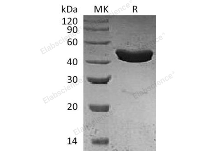 Валидация Elabscience PKSH033038(3415)