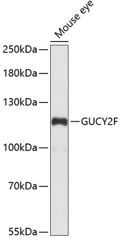 Валидация Elabscience E-AB-64960