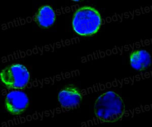 Валидация IF - AntibodySystem RHE03402