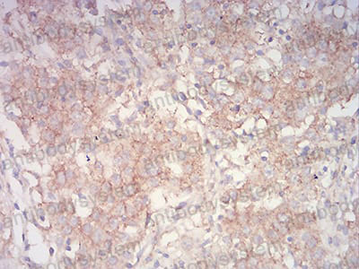 Валидация AntibodySystem RHJ80804