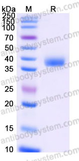 AHG51602, SDS-PAGE