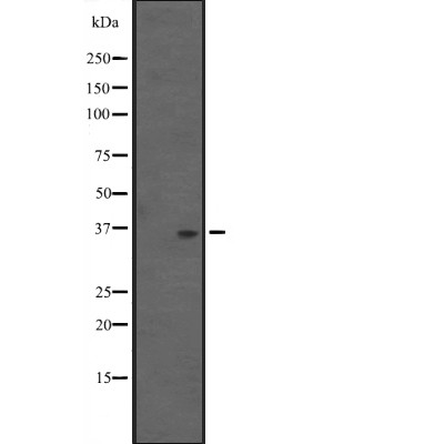 Валидация Affinity DF2584 - 13264