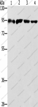 Вестерн-блоттинг, ZBTB10, клетки 293T, Jurkat, Raji, HeLa