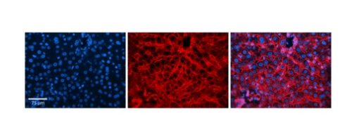 Валидация AssayVector ARM1711(2001)