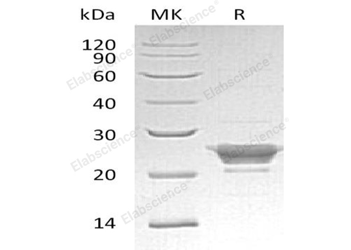 Валидация Elabscience PKSH032882(3287)