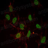 Валидация IF - AntibodySystem RHC03207