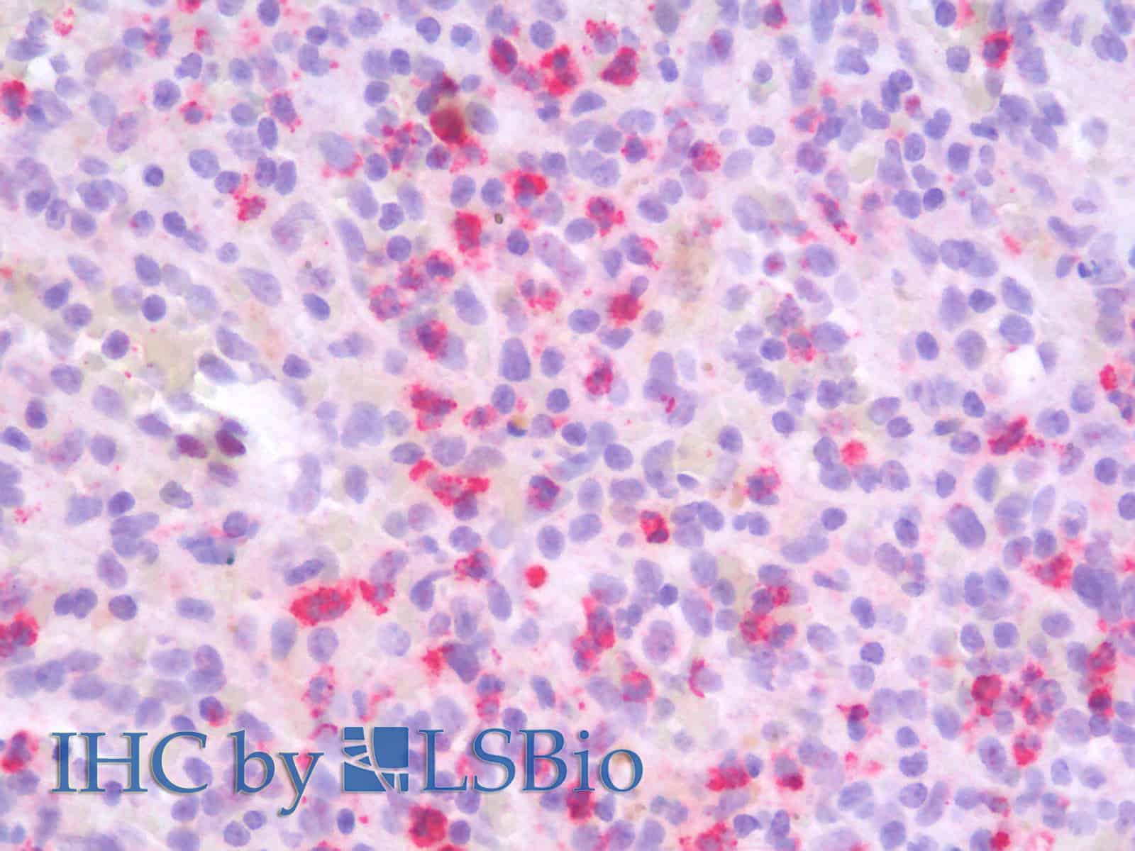 Валидация Elabscience E-AB-70060