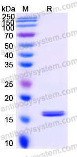 YHE74302, SDS-PAGE