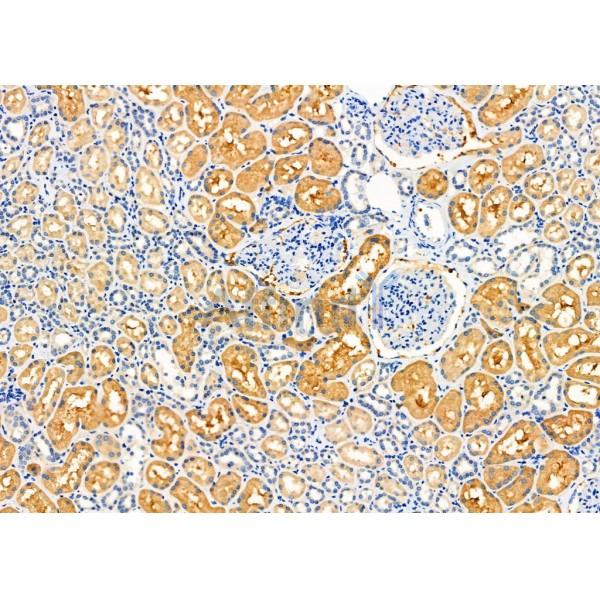 Валидация Affinity DF6359 - 17710