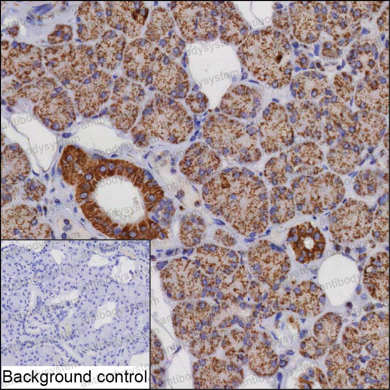 Валидация AntibodySystem RHP10301