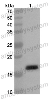 Валидация AntibodySystem PHB05301