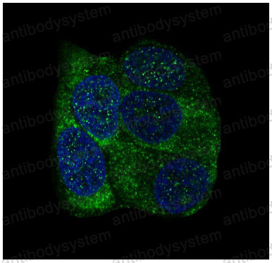 Валидация IF - AntibodySystem RHF61301