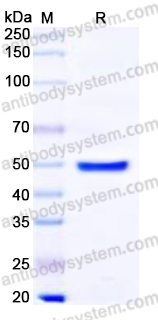 YHP20701, SDS-PAGE