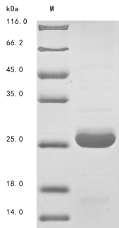 SDS-PAGE
