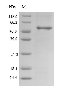 SDS-PAGE