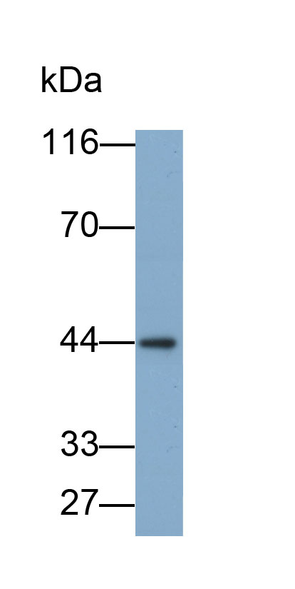 33462