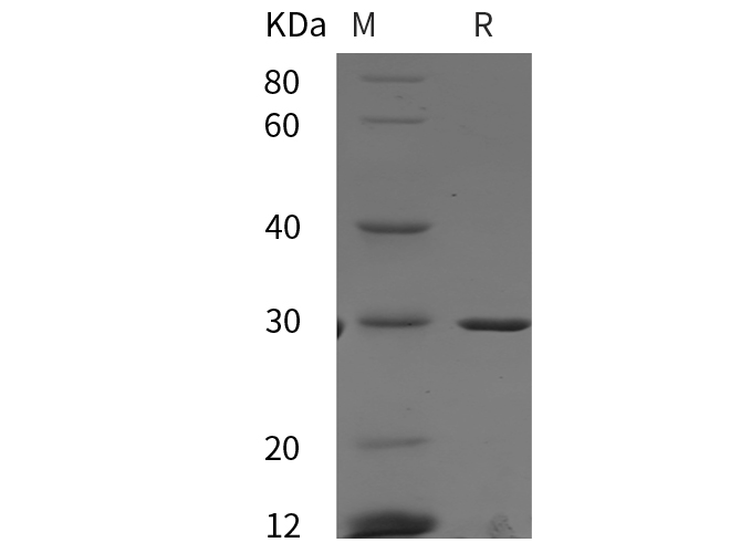 Валидация Elabscience PDEH100934(355)