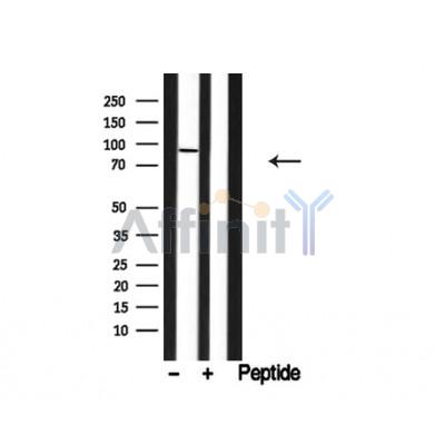 Валидация Affinity AF4793 - 2412