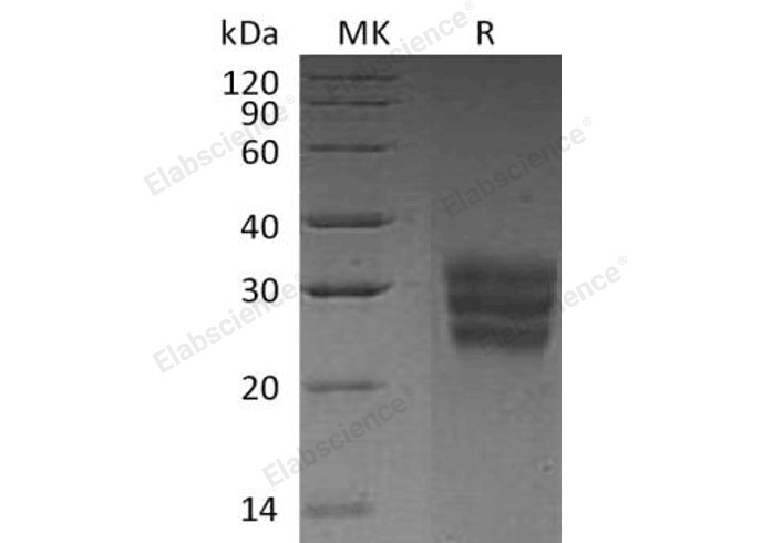 Валидация Elabscience PKSH032452(2923)