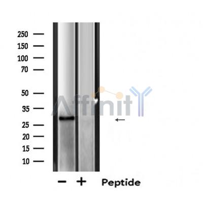 Валидация Affinity DF6197 - 17452