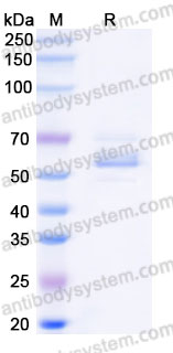 EHF15001, SDS-PAGE